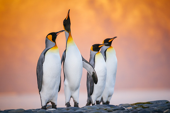 south-georgia-island_king-penguins_wildlife-photography_andrew-peacock