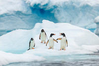 apeacock_antarctica_260104-6409