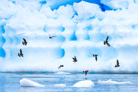 Wilsons storm petrels