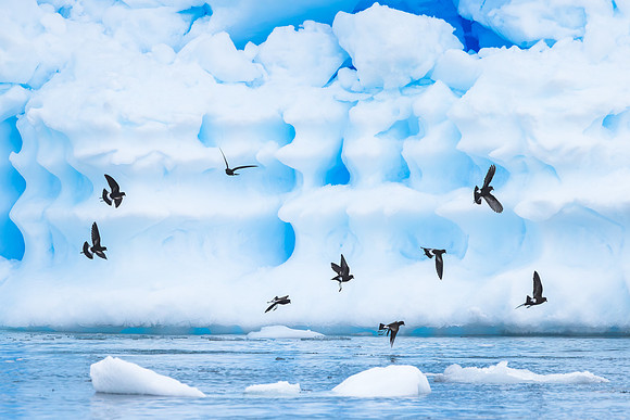 Wilsons storm petrels