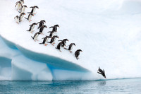 apeacock_antarctica_260104-7040