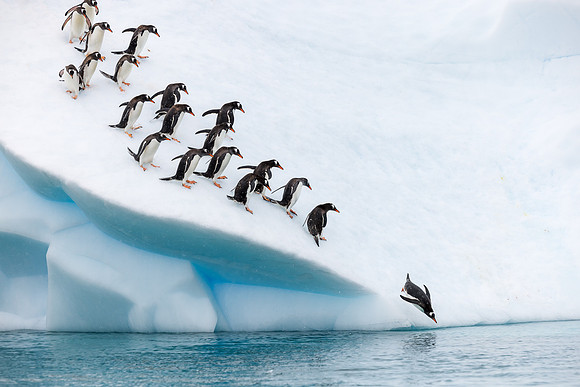 apeacock_antarctica_260104-7040