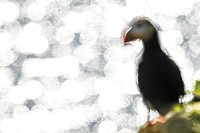 Puffin - Grimsey Island