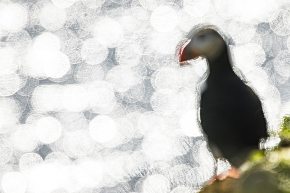 Puffin - Grimsey Island