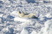 Polar Bear - Greenland