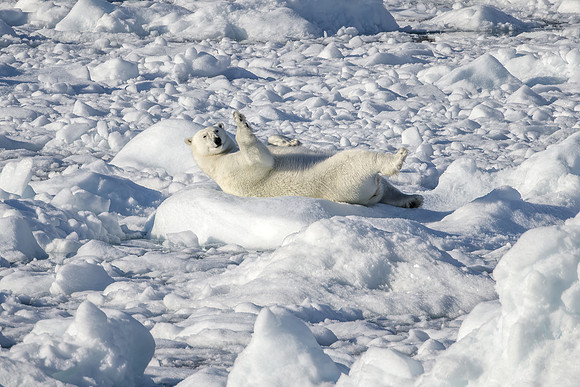 Polar Bear - Greenland