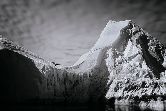 apeacock_antarctica_260213-44096