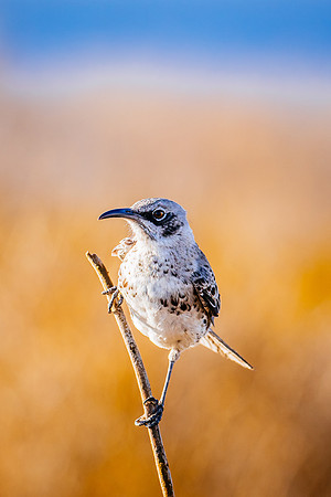 galapagos-islands-ecuador_mockingbird_wildlife-photography_andrew-peacock