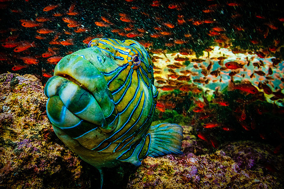galapagos-islands-ecuador_fish-portrait_wildlife-photography_andrew-peacock