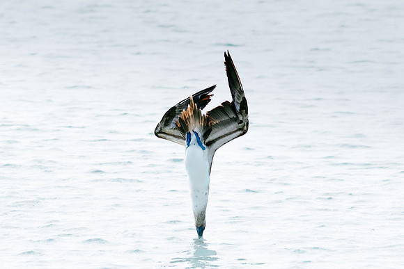 galapagos-islands-ecuador_blue-footed-booby_wildlife-photography_andrew-peacock