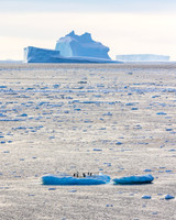 apeacock_antarctica_241214-9319