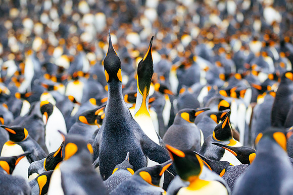 south-georgia-island_king-penguins_wildlife-photography_andrew-peacock