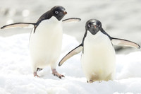 apeacock_antarctica_241214-9517