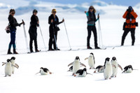 apeacock_antarctica_241216-0093