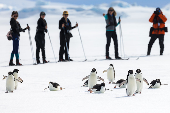 apeacock_antarctica_241216-0093