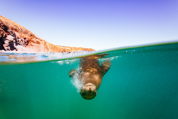 baja-mexico_sea-lion_wildlife-photography_andrew-peacock