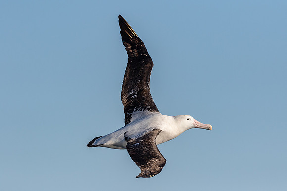 Wandering Albatross