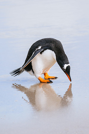 Falkland Islands - South Georgia - Antarctic Peninsula - Feb 201