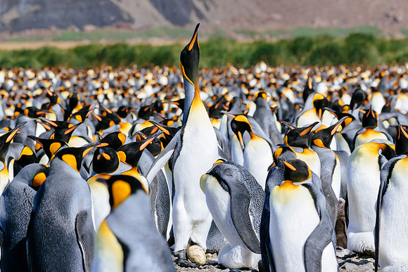 Falkland Islands - South Georgia - Antarctic Peninsula - Feb 201
