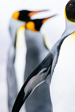 Falkland Islands - South Georgia - Antarctic Peninsula - Feb 201