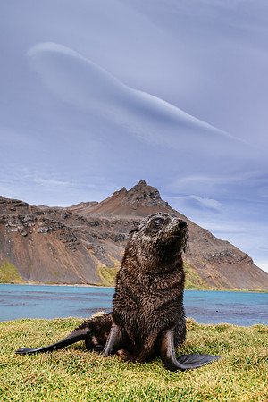 Falkland Islands - South Georgia - Antarctic Peninsula - Feb 201
