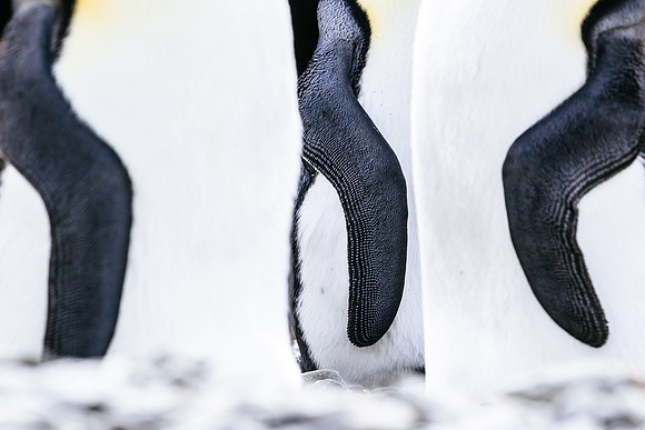 Falkland Islands - South Georgia - Antarctic Peninsula - Feb 201