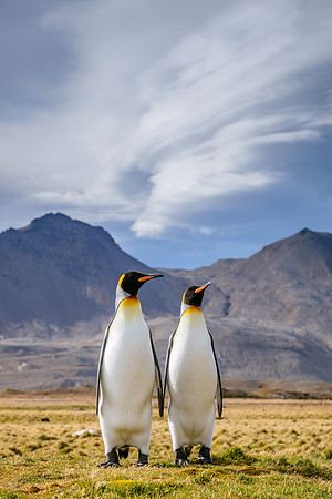 Falkland Islands - South Georgia - Antarctic Peninsula - Feb 201