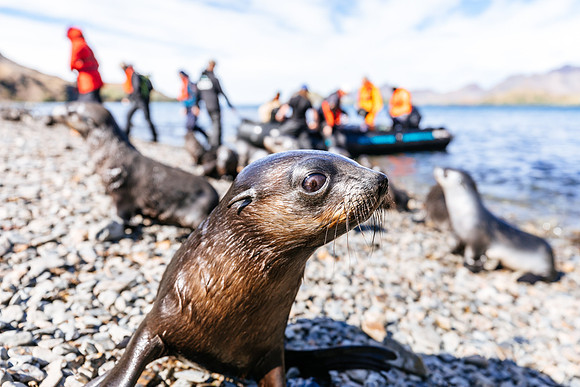 Falkland Islands - South Georgia - Antarctic Peninsula - Feb 201