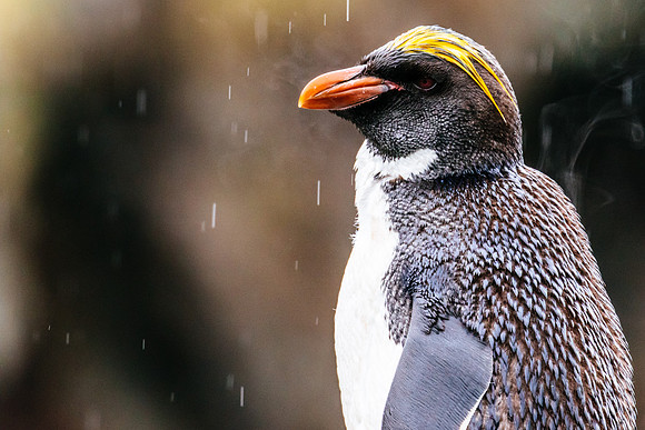 Falkland Islands - South Georgia - Antarctic Peninsula - Feb 201