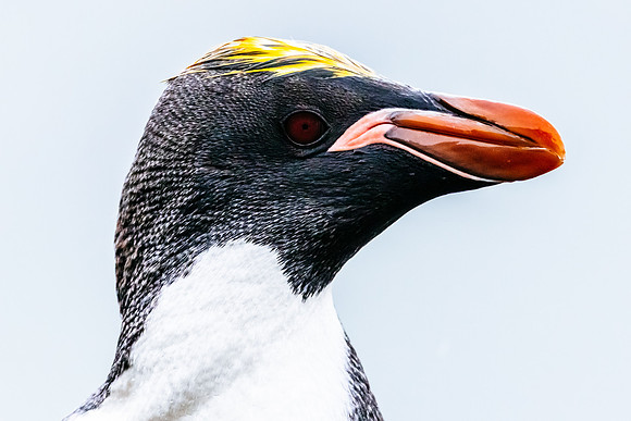 Falkland Islands - South Georgia - Antarctic Peninsula - Feb 201