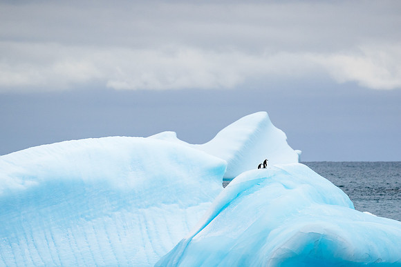 Falkland Islands - South Georgia - Antarctic Peninsula - Feb 201