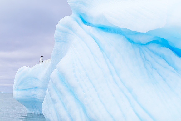 Falkland Islands - South Georgia - Antarctic Peninsula - Feb 201