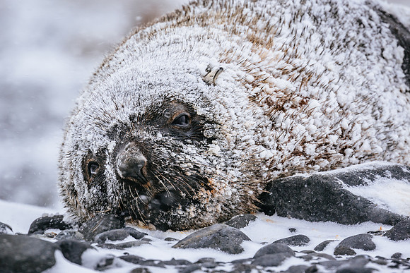 Falkland Islands - South Georgia - Antarctic Peninsula - Feb 201