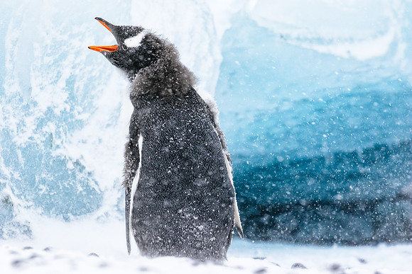 Falkland Islands - South Georgia - Antarctic Peninsula - Feb 201