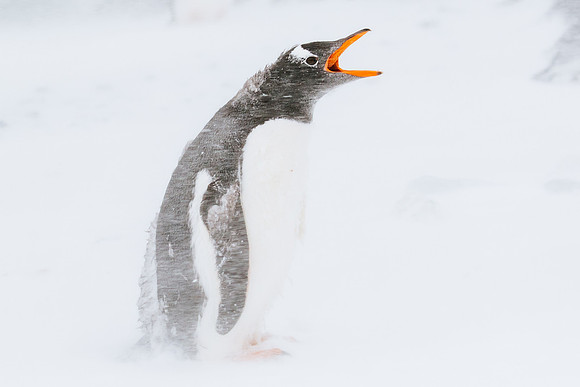 Falkland Islands - South Georgia - Antarctic Peninsula - Feb 201