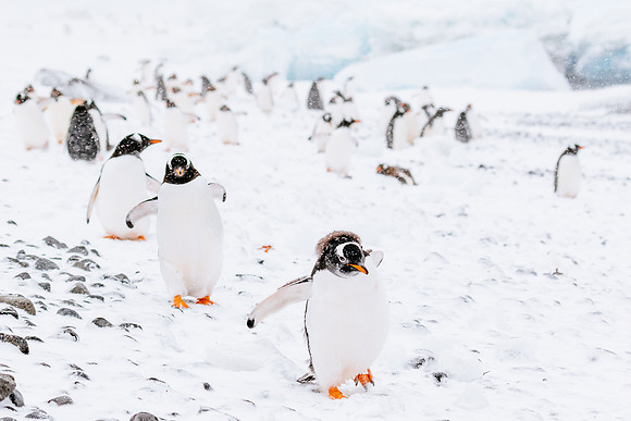 Falkland Islands - South Georgia - Antarctic Peninsula - Feb 201