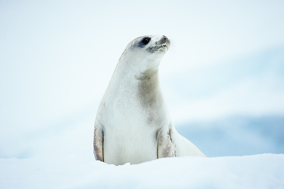 Falkland Islands - South Georgia - Antarctic Peninsula - Feb 201
