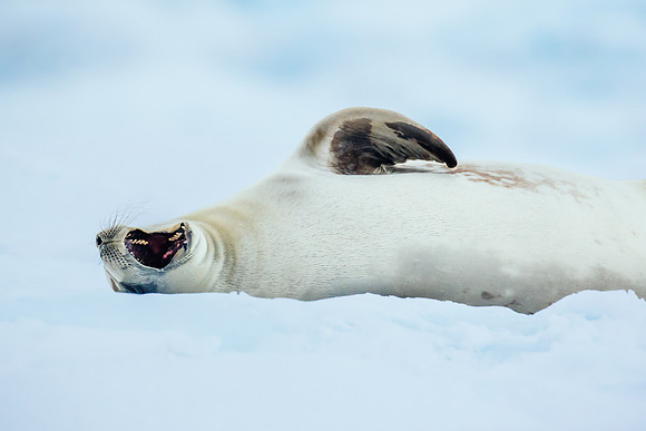Falkland Islands - South Georgia - Antarctic Peninsula - Feb 201