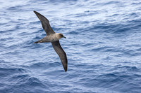 apeacock_antarctica_241213-8986