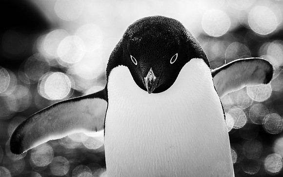 antarctica_penguin_wildlife-photography_andrew-peacock