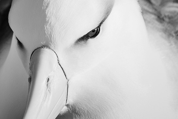 falkland-islands_albatross_wildlife-photogrpahy_andrew-peacock