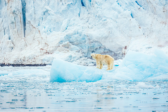 svalbard-norway_polar-bear_wildlife-photography_andrew-peacock