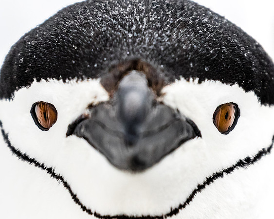 antarctica__wildlife-photography_andrew-peacock