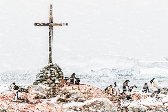antarctica__wildlife-photography_andrew-peacock