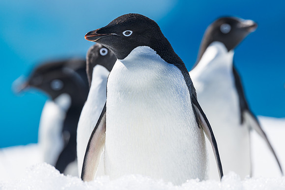 apeacock_antarctica_240101-1263