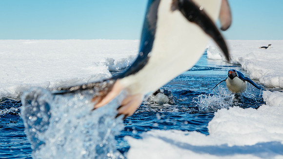 antarctica__wildlife-photography_andrew-peacock