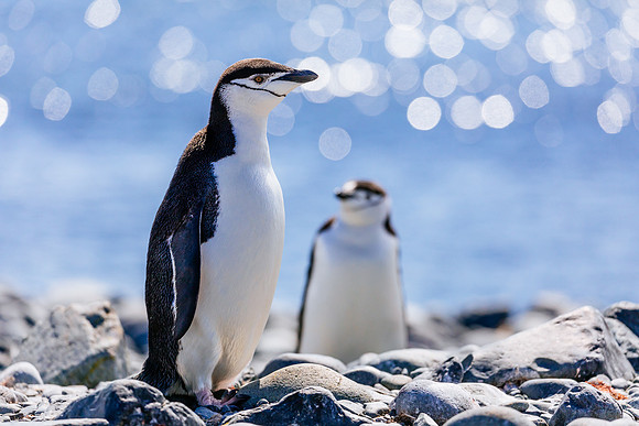 apeacock_antarctica_190109-41387
