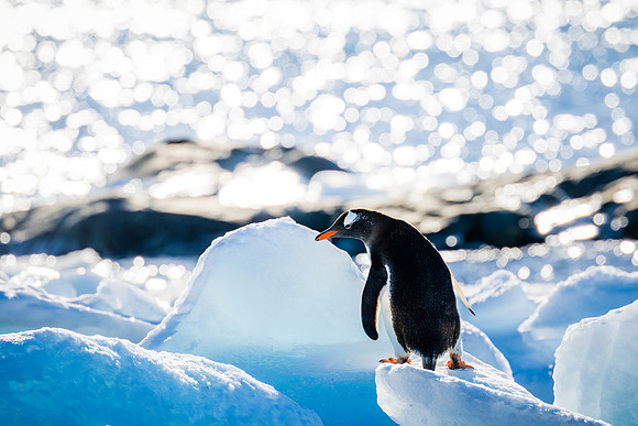 apeacock_antarctica_150301-2748