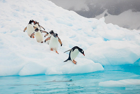 apeacock_antarctica_121228-8953