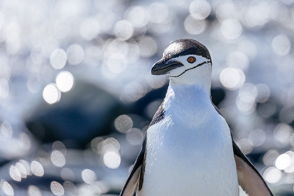 apeacock_antarctica_190109-41392